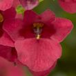 Picture of Darla Red Diascia Plant