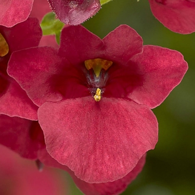 Picture of Darla Red Diascia Plant