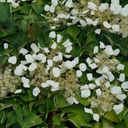 Picture for category Schizophragma (False Hydrangea-vine)