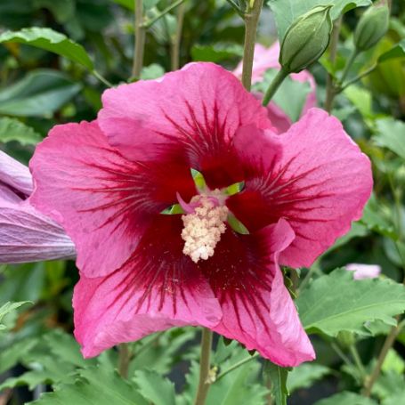 A large, pink Rose of Sharon flower with contrasting red veins and center