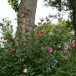 A Red Pillar covered in pinkish red blooms