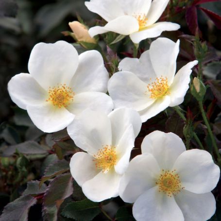 Picture of White Knock Out® Rose Bush