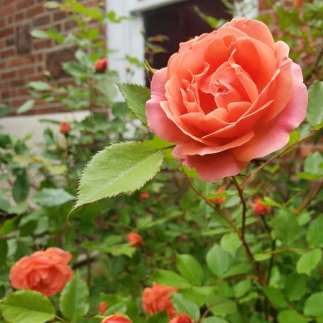 Picture of Coral Knock Out® Rose Bush