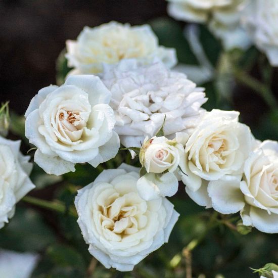 Picture of White Drift® Rose Bush