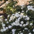 A cluster of white roses blooming on a bush in a garden bed