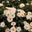 Picture of Popcorn Drift® Rose Bush