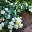 A patch of white and yellow roses growing in a garden bed