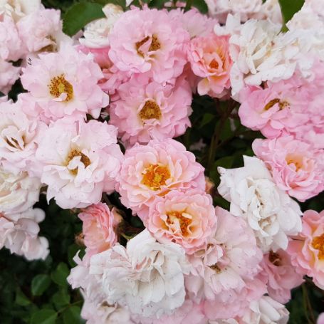 Picture of Blushing Drift® Rose Bush