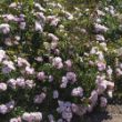 A row of pink roses forms a dense, flowering hedge