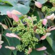 Rose Sensation Schizophragma vine displays numerous small, green buds and delicate, pink bracts