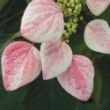 Rose Sensation Schizophragma leaves display a striking pattern of pink variegation