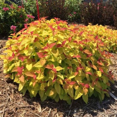 Picture for category Shrubs for Small Gardens