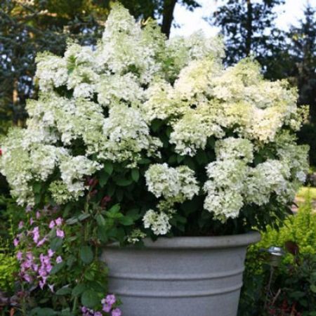 Picture for category White Flowering Shrubs