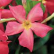 Picture of Sun Parasol® Firedup™ Coral Mandevilla Plant