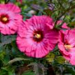 Picture of Inner Glow Hardy Hibiscus Plant