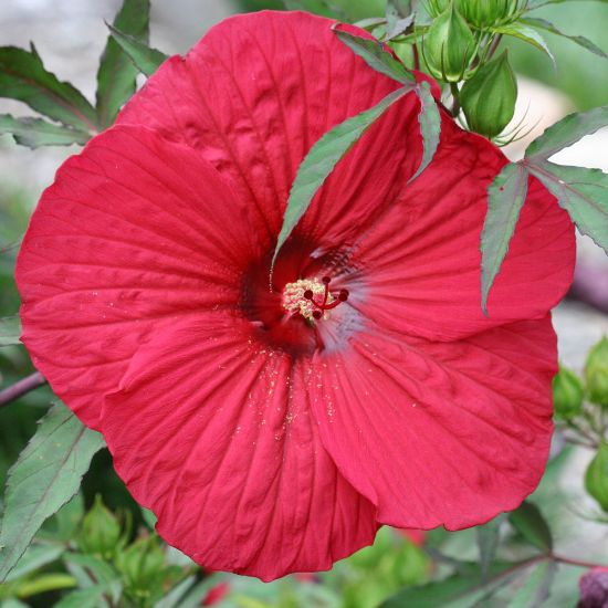 Picture of Fleming™ Fireball Hardy Hibiscus Plant