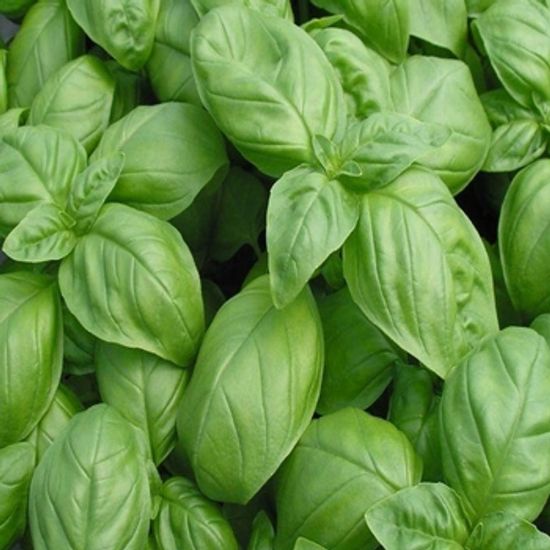 Picture of Nufar Sweet Basil Herb Plant