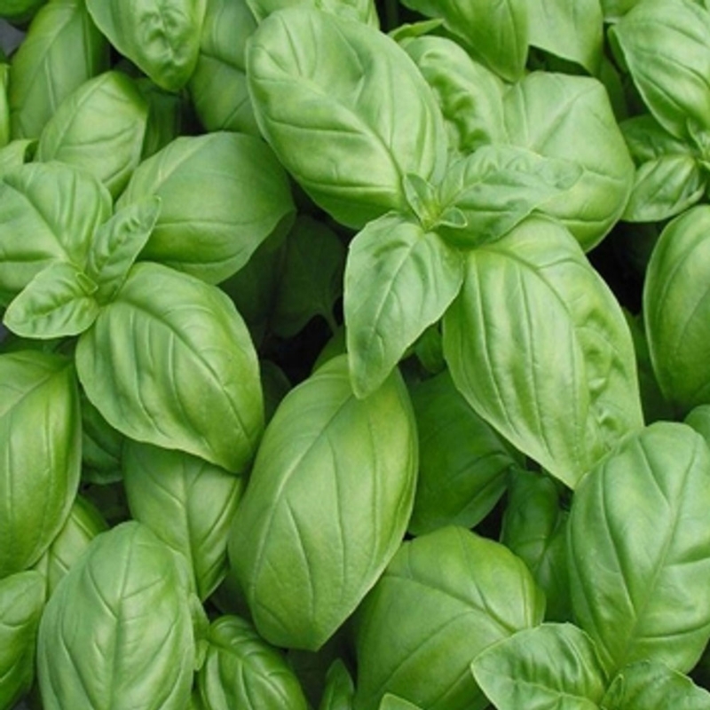 Nufar Sweet Basil Herb Plant has tall, sturdy stems with broad leaves, and is deer resistant and pollinator friendly