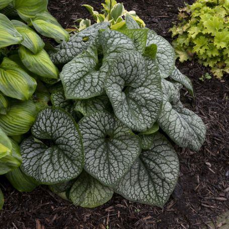 Picture of Jack of Diamonds Brunnera Plant