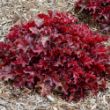 Picture of Dolce® Cherry Truffles Heuchera Plant