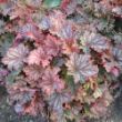 Picture of Primo®  Peachberry Ice Heuchera Plant