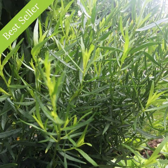 Picture of French Tarragon Herb Plant