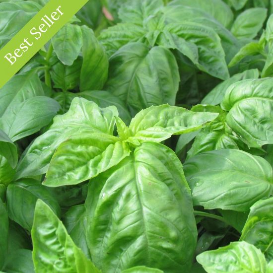 Picture of Italian Large Leaf Basil Herb Plant