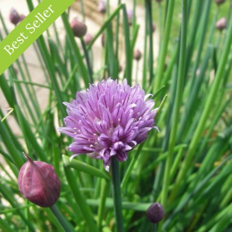 Chive Herb Plant, bee friendly, butterfly friendly, nutrient dense