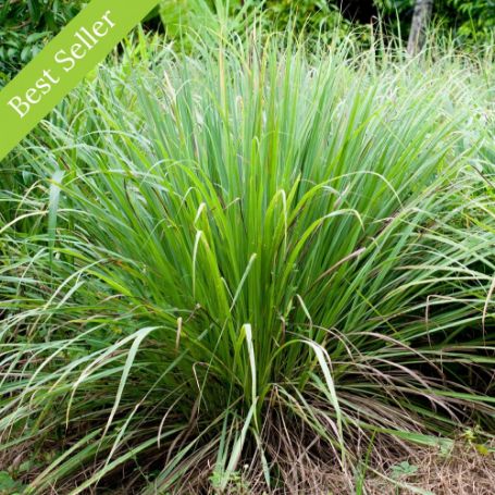 Picture of Lemongrass Herb Plant