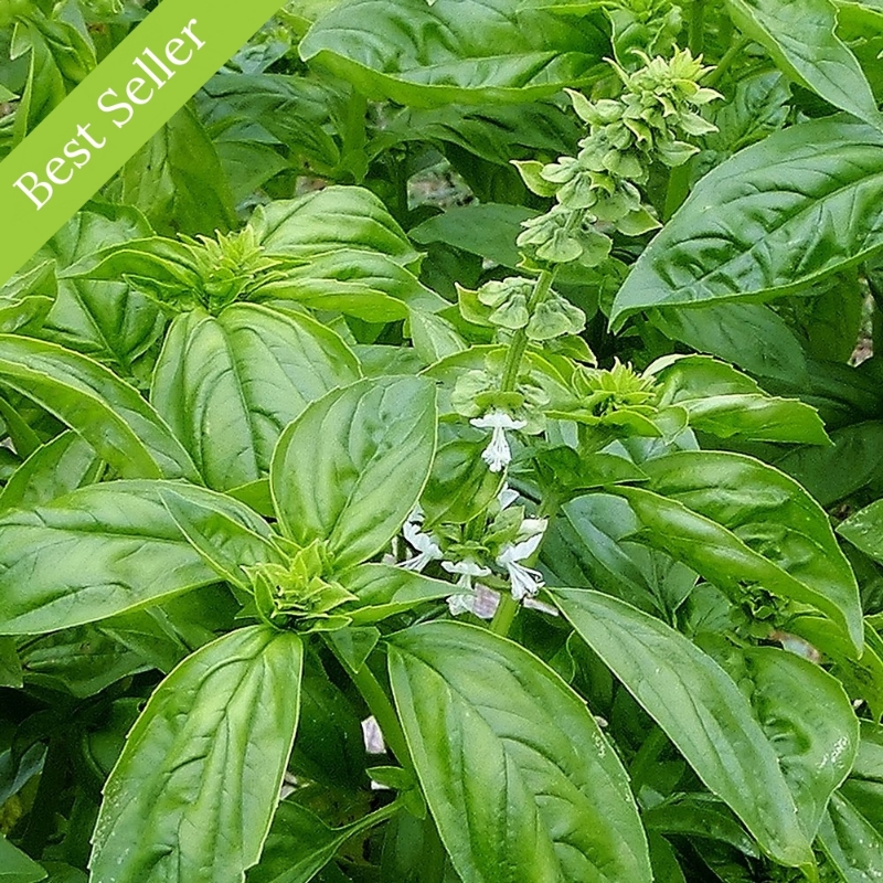 Genovese Basil Herb Plant is tall with large, glossy, aromatic leaves, deer resistant, pollinator friendly