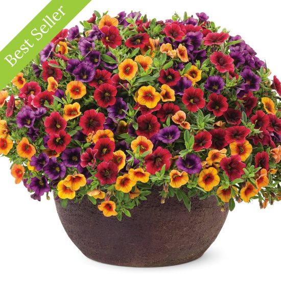 Picture of Proven Winners® Summer Punch Flower Combination