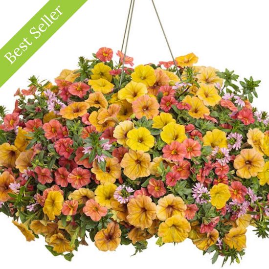 Picture of Proven Winners® Beachside Drive Flower Combination