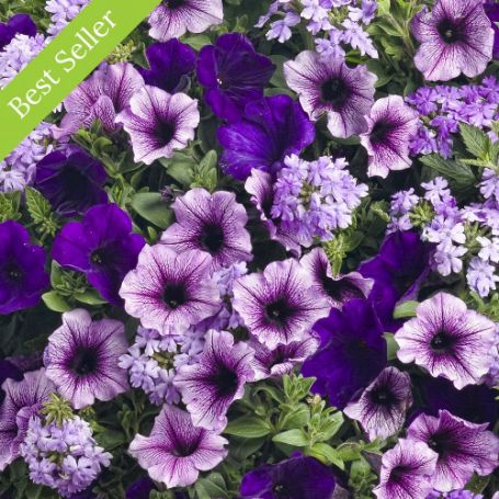 Picture of Proven Winners® Geneva Terrace Flower Combination