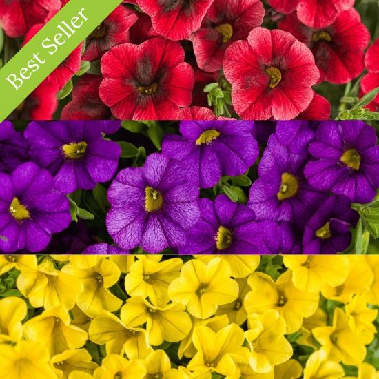 Picture of Proven Winners® Mexican Festival Flower Combination