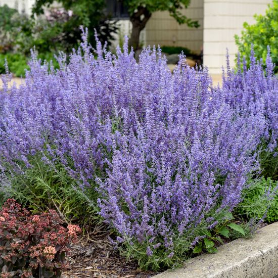 Picture of Denim 'n Lace Perovskia Plant