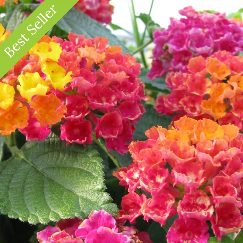 Picture of Bandana® Cherry Sunrise Lantana Plant