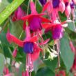 Picture of Angel Earrings® Cascading Fuchsia Plant