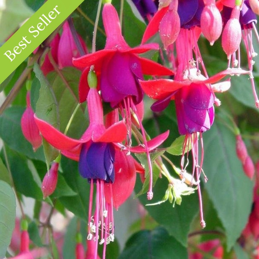 Picture of Angel Earrings® Cascading Fuchsia Plant