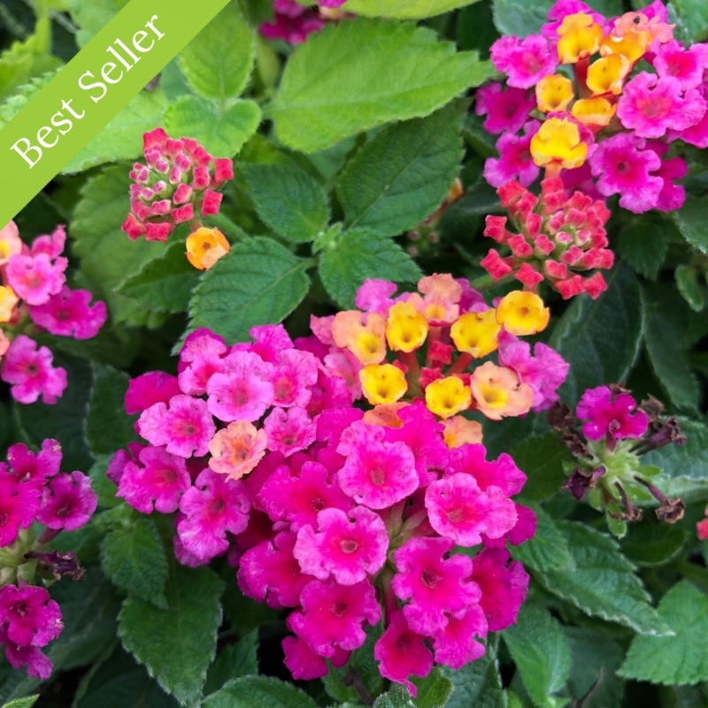 Picture of Bandana® Cherry Lantana Plant