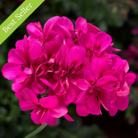 Picture of Ivy League® Deep Pink Geranium Plant