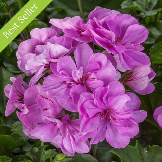 Picture of Ivy League® Light Lavender Geranium Plant