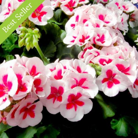 Picture of Americana™ White Splash Geranium Plant