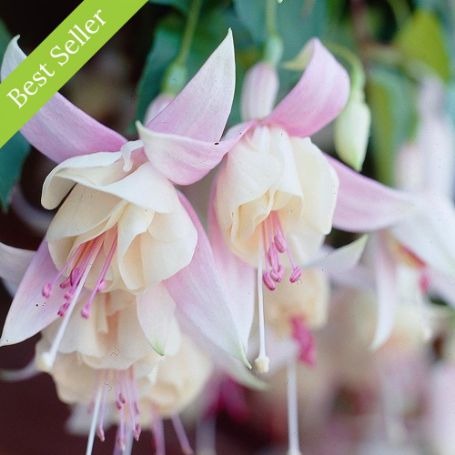 Picture of Annabelle White Fuchsia Plant