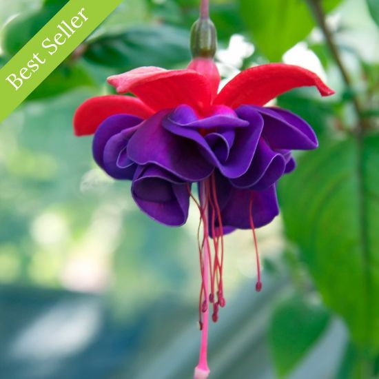 Picture of Dark Eyes Fuchsia Plant