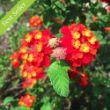 Picture of Dallas Red Lantana Plant