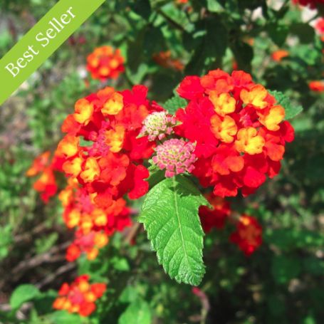 Picture of Dallas Red Lantana Plant