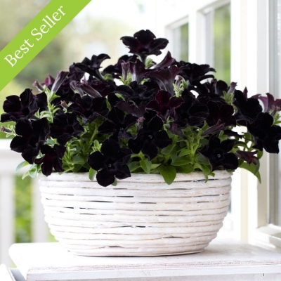 Picture of Crazytunia® Black Mamba Petunia Plant