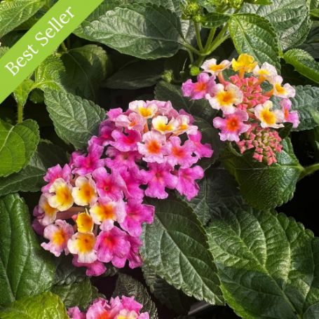 Picture of Bandana® Pink Lantana Plant