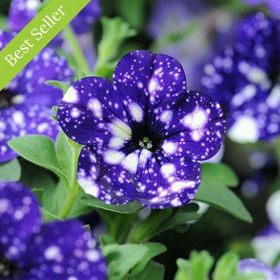 Picture of Headliner™ Night Sky Petunia Plant