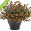 Picture of Vermillionaire® Large Firecracker Cuphea Plant